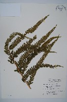 粗毛鱗蓋蕨藏品圖，第1張