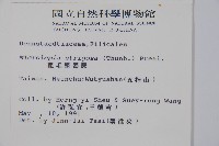 粗毛鱗蓋蕨藏品圖，第2張