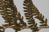 粗毛鱗蓋蕨藏品圖，第4張