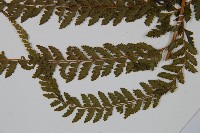 粗毛鱗蓋蕨藏品圖，第5張