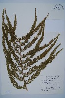 粗毛鱗蓋蕨藏品圖，第1張