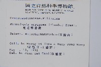 粗毛鱗蓋蕨藏品圖，第2張