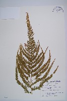 粗毛鱗蓋蕨藏品圖，第1張