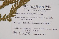 粗毛鱗蓋蕨藏品圖，第2張