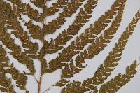 粗毛鱗蓋蕨藏品圖，第3張