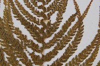 粗毛鱗蓋蕨藏品圖，第4張