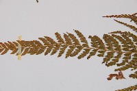 粗毛鱗蓋蕨藏品圖，第5張