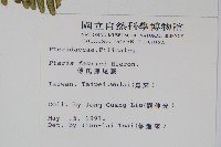 傅氏鳳尾蕨藏品圖，第2張