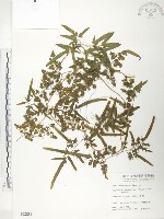 海金沙藏品圖，第1張