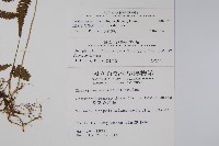 密腺副金星蕨藏品圖，第2張