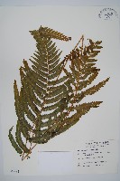 光葉鱗蓋蕨藏品圖，第1張