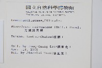 光葉鱗蓋蕨藏品圖，第2張