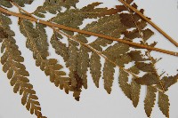 光葉鱗蓋蕨藏品圖，第3張