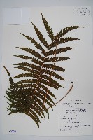 密毛毛蕨藏品圖，第1張