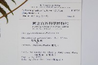 密毛毛蕨藏品圖，第2張