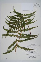 密毛毛蕨藏品圖，第1張