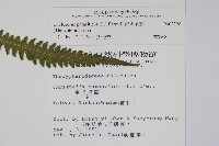 密毛毛蕨藏品圖，第2張