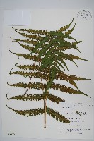 密毛毛蕨藏品圖，第1張