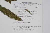 密毛毛蕨藏品圖，第2張