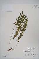 翅軸假金星蕨、短柄卵果蕨藏品圖，第1張