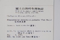 翅軸假金星蕨、短柄卵果蕨藏品圖，第2張