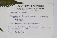 野小毛蕨藏品圖，第2張