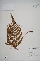 南海鱗毛蕨藏品圖，第1張