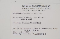 南海鱗毛蕨藏品圖，第2張