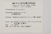 毛葉鐵線蕨藏品圖，第2張