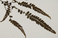 毛葉鐵線蕨藏品圖，第3張