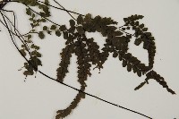 毛葉鐵線蕨藏品圖，第4張