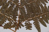 姬蕨藏品圖，第6張