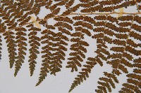 姬蕨藏品圖，第8張