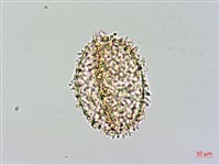 姬蕨藏品圖，第2張