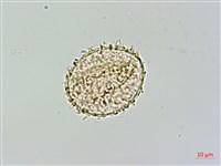 姬蕨藏品圖，第3張