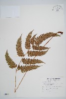 斜方複葉耳蕨藏品圖，第1張