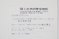 斜方複葉耳蕨藏品圖，第2張