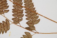 斜方複葉耳蕨藏品圖，第3張