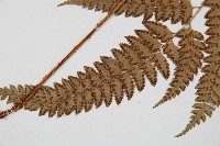 斜方複葉耳蕨藏品圖，第4張