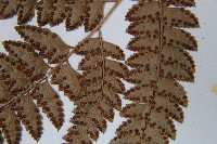 斜方複葉耳蕨藏品圖，第5張