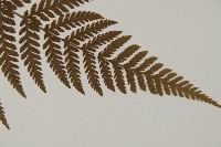 金毛蕨藏品圖，第3張