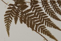 金毛蕨藏品圖，第4張