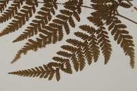 金毛蕨藏品圖，第5張