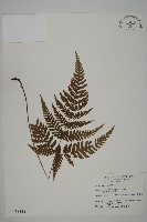 金毛蕨藏品圖，第1張