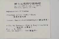 金毛蕨藏品圖，第2張