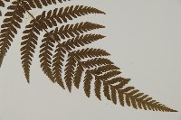 金毛蕨藏品圖，第3張