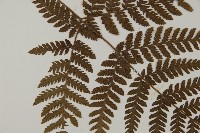 金毛蕨藏品圖，第4張