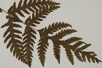 薄葉三叉蕨藏品圖，第3張