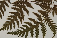 薄葉三叉蕨藏品圖，第5張