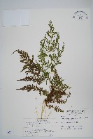 粗毛金星蕨藏品圖，第1張